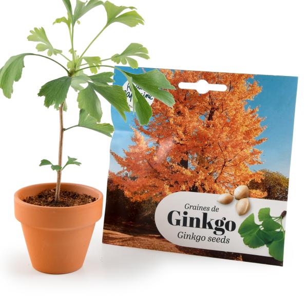 Radis et Capucine - Ginkgo Biloba à semer - MEDIA_EN_SITUATION_2